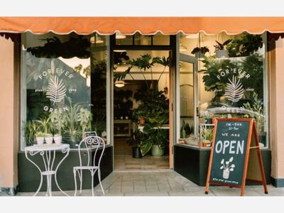 Feature: Brianne Bart of Forever Green Plant Shop